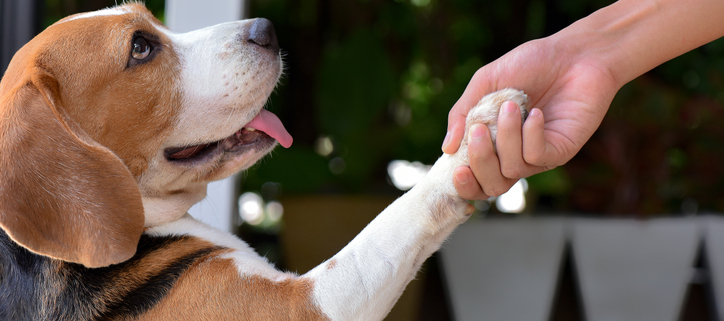 Pawsitively Entertaining: Fun Tricks for Dogs to Earn Treats