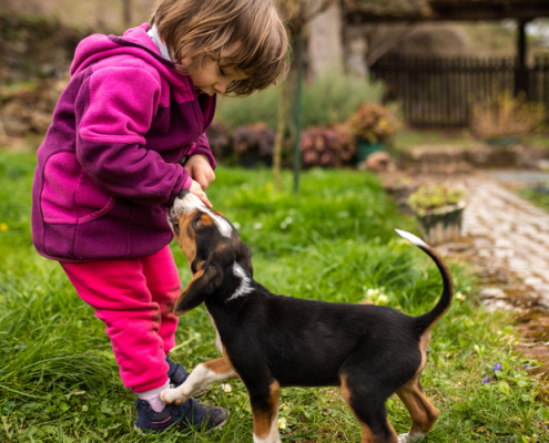 Understanding Dog Nipping: A Guide to Promoting Safe Interactions with Children