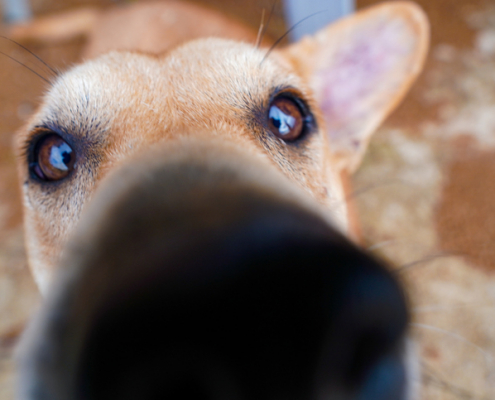 The Science of a Dog's Sense of Smell: How They Use It in Daily Life