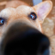 The Science of a Dog's Sense of Smell: How They Use It in Daily Life