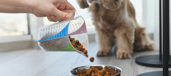 Choosing the Right Dog Food: A Guide to Nutrition