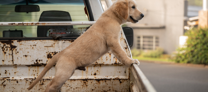 Dog Safety First: The Dangers of Dogs Riding in Truck Beds