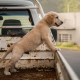 Dog Safety First: The Dangers of Dogs Riding in Truck Beds