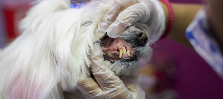 Aging Gracefully: Dogs and Teeth Falling Out with Age