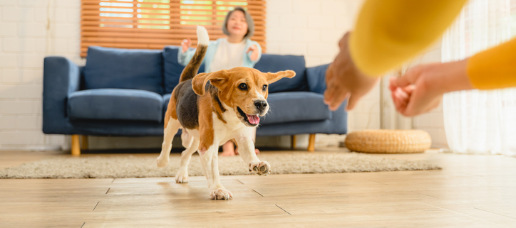 Introducing a New Dog to Your Household: Tips for a Smooth Transition