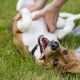 The Simple Joy of Belly Rubs: Why Dogs Love Them