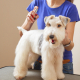 Navigating Canine Sensitivities: Dogs Allergic to Cologne and Perfume