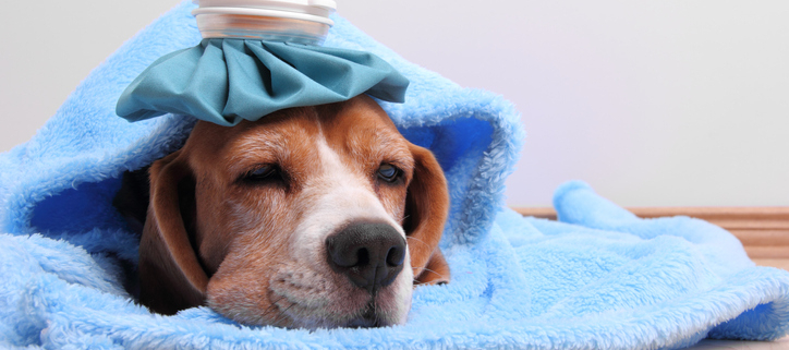 Dogs and Flu Symptoms: What You Need to Know