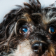 Aging Eyes in Dogs: Understanding the Changes