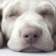 The Importance of Rest: How Lack of Sleep Can Impact Your Dog's Health