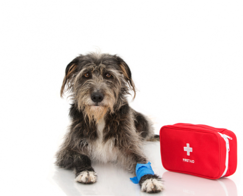 Pawsitively Prepared: Essential First Aid Kit Ideas for Dog Owners