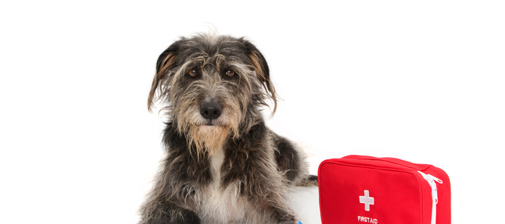 Pawsitively Prepared: Essential First Aid Kit Ideas for Dog Owners