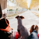 Transitioning Abroad: Navigating the Journey of Moving to a Different Country with Your Dog