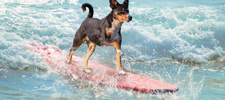 Riding the Waves: The Benefits of Surf Lessons for Dogs