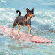 Riding the Waves: The Benefits of Surf Lessons for Dogs