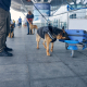 The Unsung Heroes of Aviation: The Vital Role of Airport Bomb Dogs