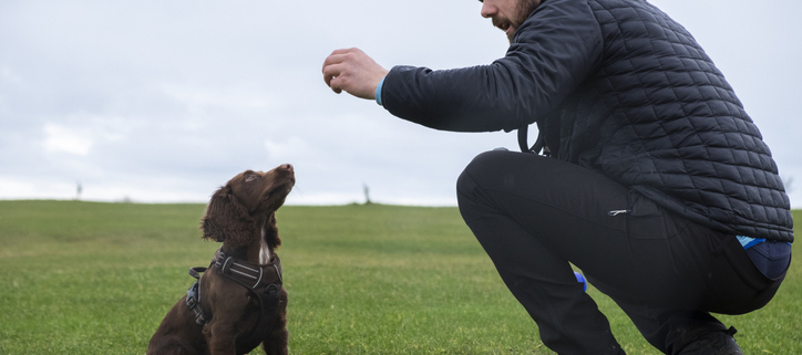 Mastering Manners: The Power of Behavior Modification Training for Dogs