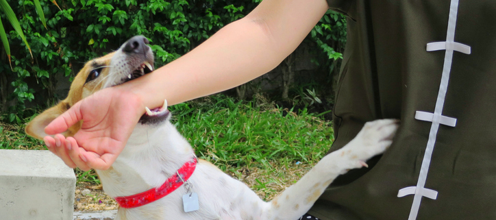 The Joy of Play Fighting: Building Bonds Between Dogs and Their Owners