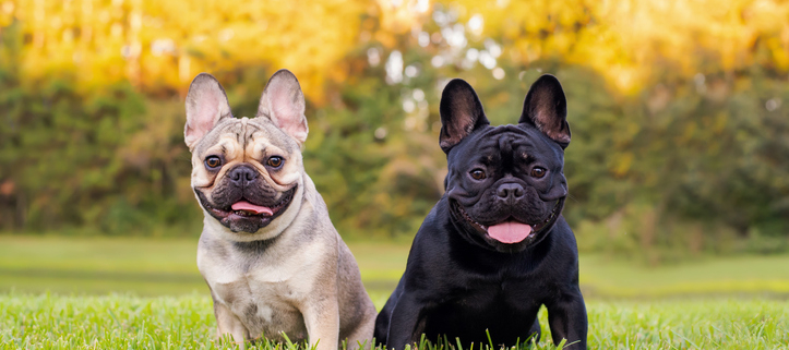 Exploring the Irresistible Charm of the French Bulldog Breed