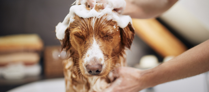 The Importance of Proper Dog Shampoo: Why Human Products Won't Cut It