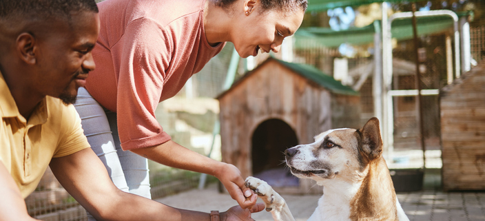 Sharing Time with Co-Owners: Nurturing Relationships and Enhancing Canine Well-Being