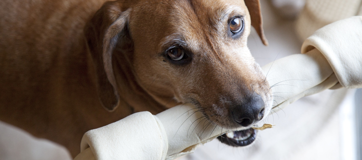 Understanding Canine Allergies: The Risks of Rawhide for Sensitive Dogs