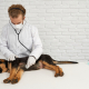 Understanding Kennel Cough: Why Dogs Distance Themselves