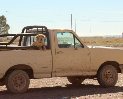 Riding in the Bed: Understanding the Dangers for Dogs in Truck Beds