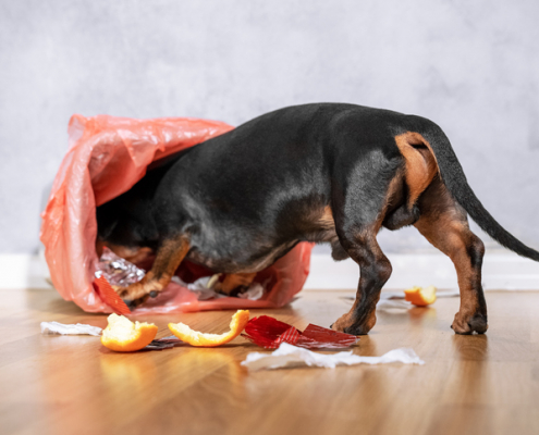 Trash Trouble: Understanding Why Dogs Get Into the Garbage