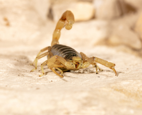 Scorpion Stings: Understanding the Impact on Dogs and How to Respond