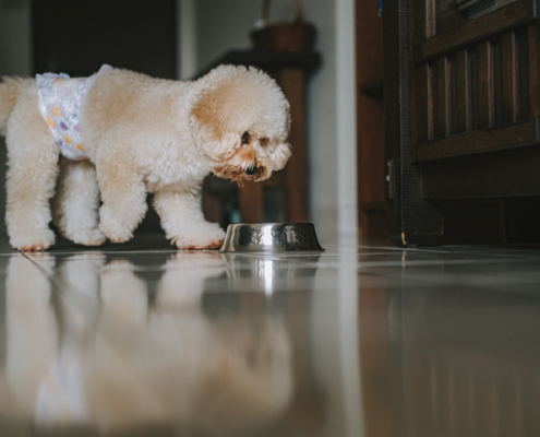 Unveiling the Surprising Benefits of Dog Diapers: Keeping Pets and Homes Happy