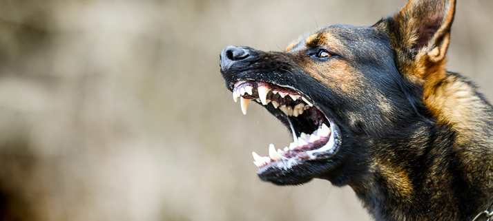 Guarding Against the Silent Threat: Understanding the Dangers of Rabies in Dogs