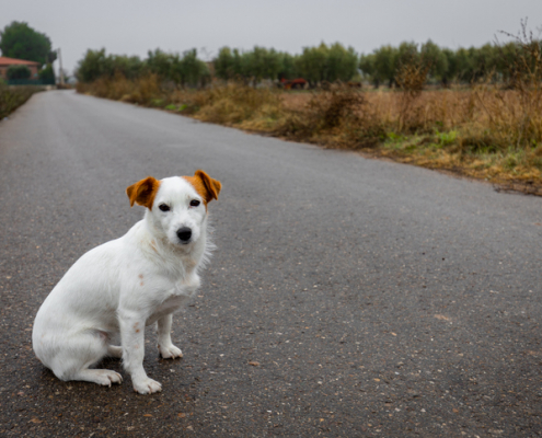 Understanding Abandoned Dogs: Alternatives to Dropping Off on the Road vs. Taking to a Shelter