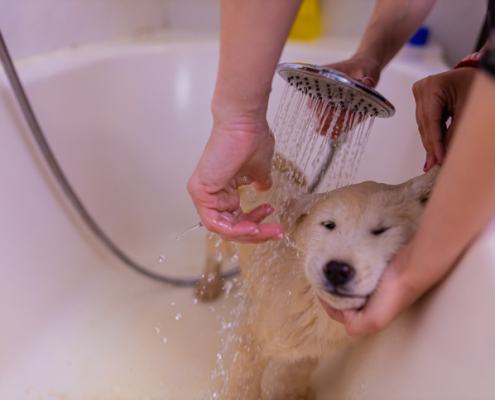 The Canine Conundrum: Why You Shouldn't Bathe Your Dog Every Day