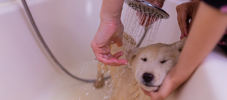 The Canine Conundrum: Why You Shouldn't Bathe Your Dog Every Day