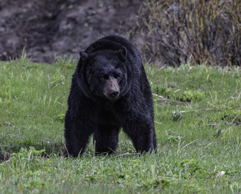 Facing the Giant: Dogs and Encounters with Big Black Bears