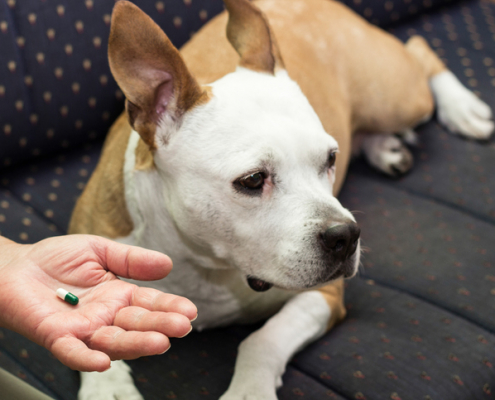 Mobility and Comfort: Exploring the Benefits of Joint Health Medication for Dogs