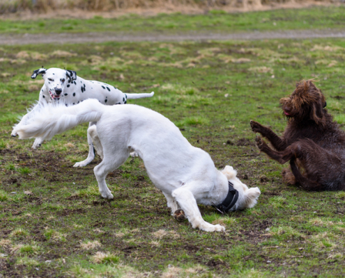 Beyond the Fence: Evaluating the Pros and Cons of Dog Parks