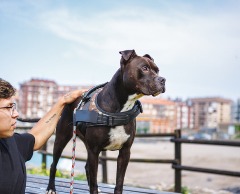 Understanding the Risks and Ethical Concerns of Fake Service Dog Vests