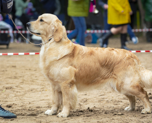 Unleashing Excellence: The World of Dogs Competing in Westminster