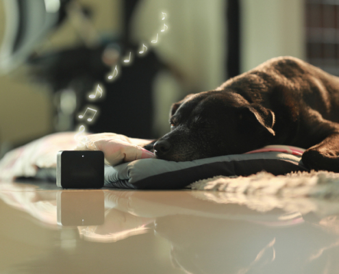 Calm Canines: Easing Your Dog's Anxiety from Text Message Sounds