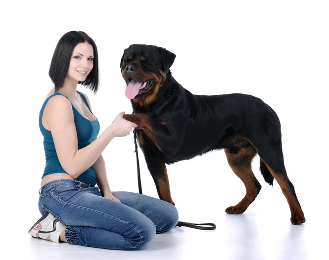 Unveiling the Rottweiler: A Loyal Companion with a Rich Heritage