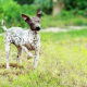 Skinless Dogs: Understanding the Unique Appearance and Care Needs