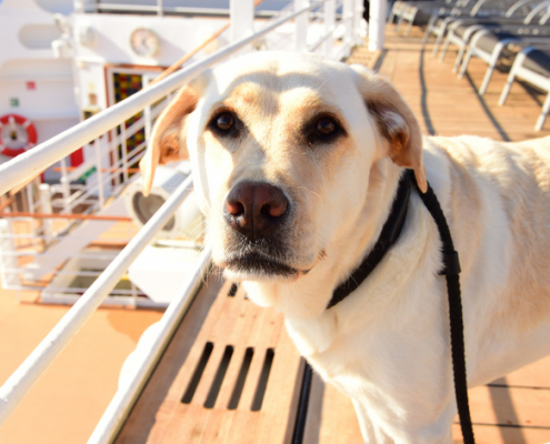 Setting Sail with Furry Companions: Navigating the Benefits of Cruising with Dogs