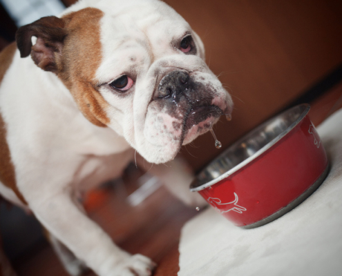 Clean Bowls, Healthy Dogs: The Dangers Lurking in Dirty Dog Dishes