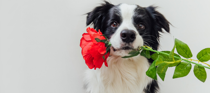 Understanding Diverse Perspectives: Not Everyone Loves Dogs, and That's Okay