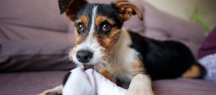 Socks: The Canine Conundrum