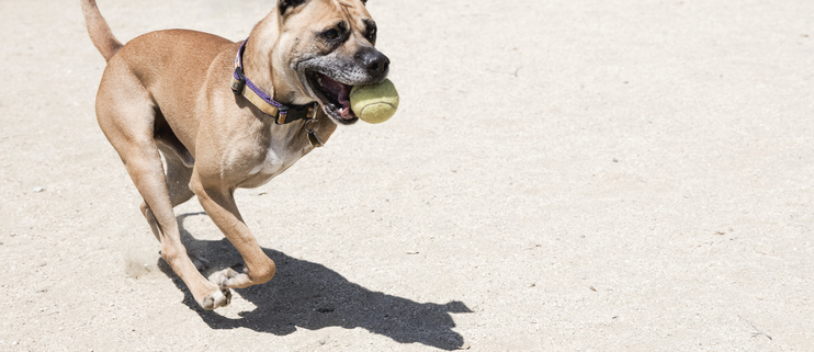 Triumph in Three: Celebrating Dogs with Three Legs