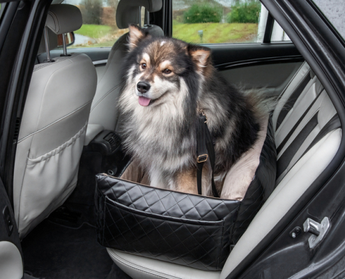 Keeping Your Car Clean: Tips for Transporting Dogs Safely