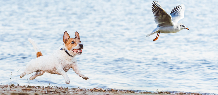 California Canine Adventures: May Activities for You and Your Dog